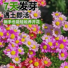 除虫菊种子驱蚊虫花草花籽四季播种开花庭院春秋阳台阳台耐热种孑