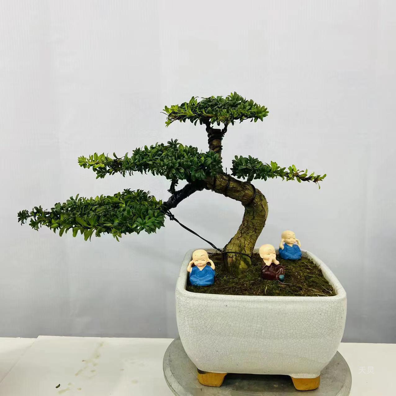 罗汉松名贵大树盆景老桩盆栽造型树室内室外好养,一物一拍-阿里巴巴