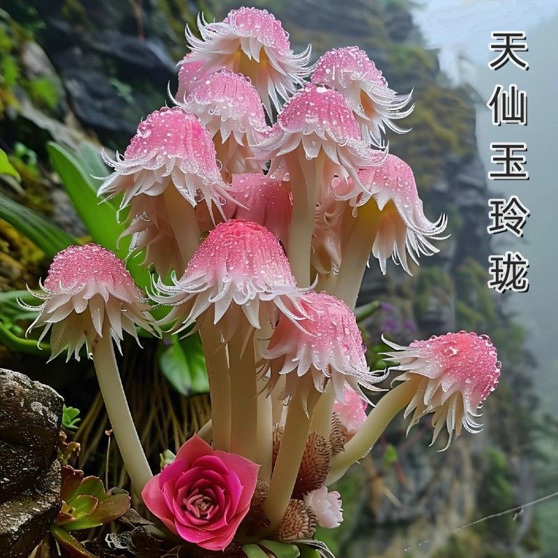 浓香花卉玉玲珑兰阳台盆栽植物耐热室内花卉绿植四季开花驱蚊驱虫