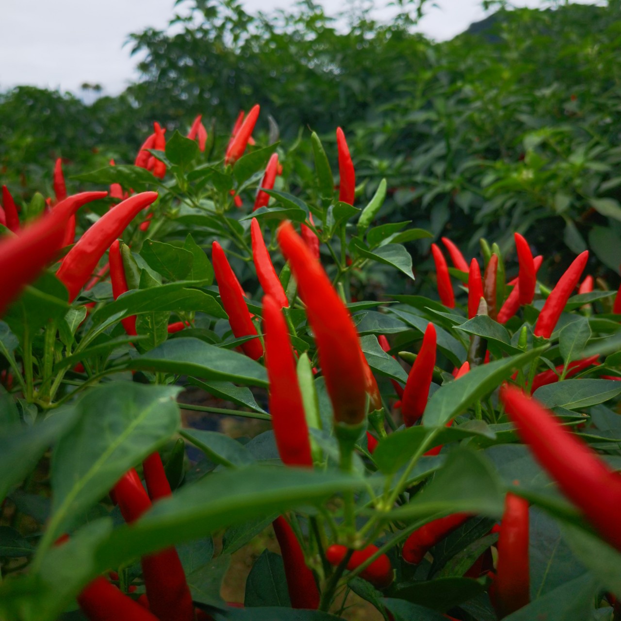 湘研单生7厘米小果干制朝天椒种子蔬菜种子不扁不皱油亮-湘辣706