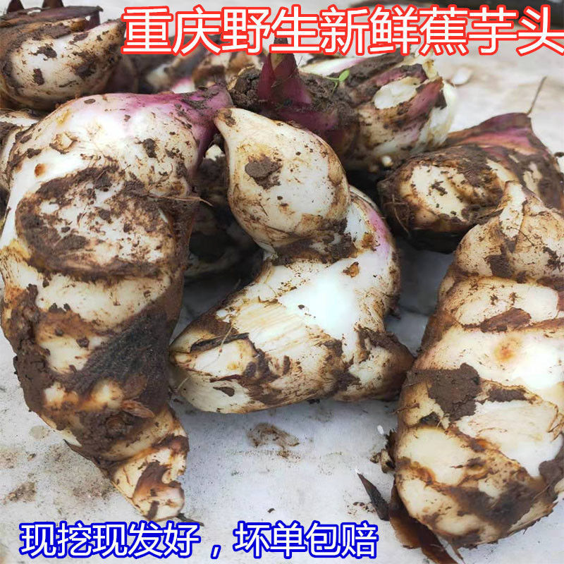 重庆新鲜零食粗粮蕉芋头竹山里自长的杂粮蕉木芋头芭蕉芋5斤包邮