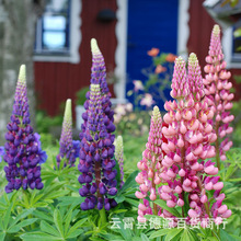 鲁冰花种子羽扇豆播庭院阳台花卉植物室外花草籽花海花香草种子