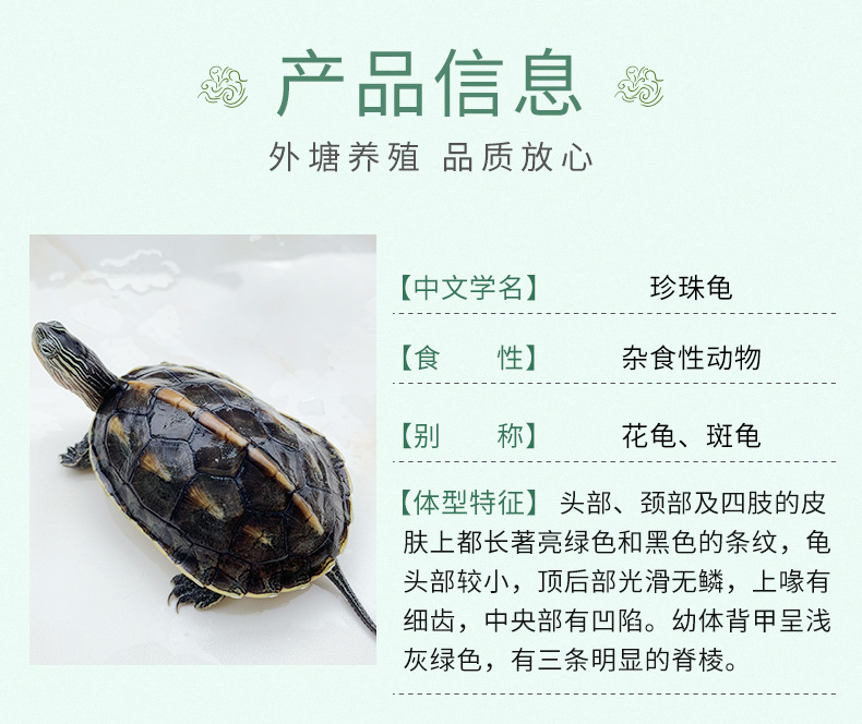 外塘珍珠龟活体宠物龟花龟台湾草龟观赏龟长寿水龟小乌龟活体直销