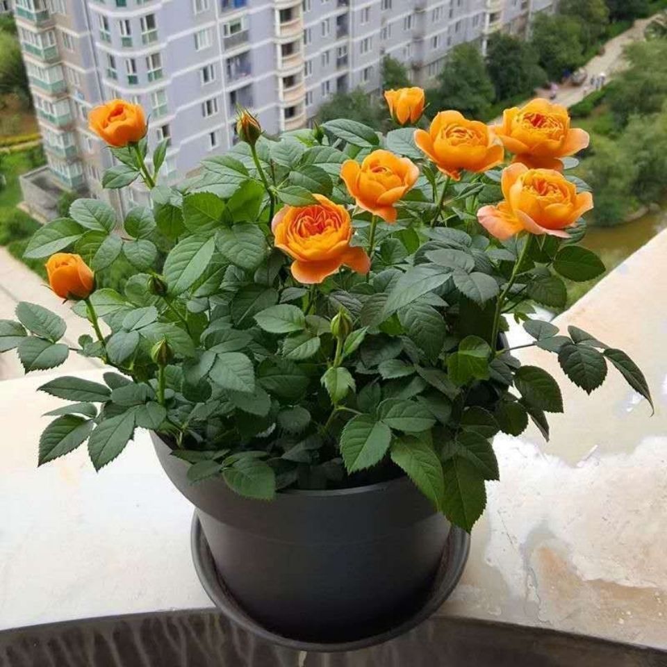玫瑰花盆栽果汁阳台带花苞四季开花玫瑰室内大花浓香鲜花观花绿