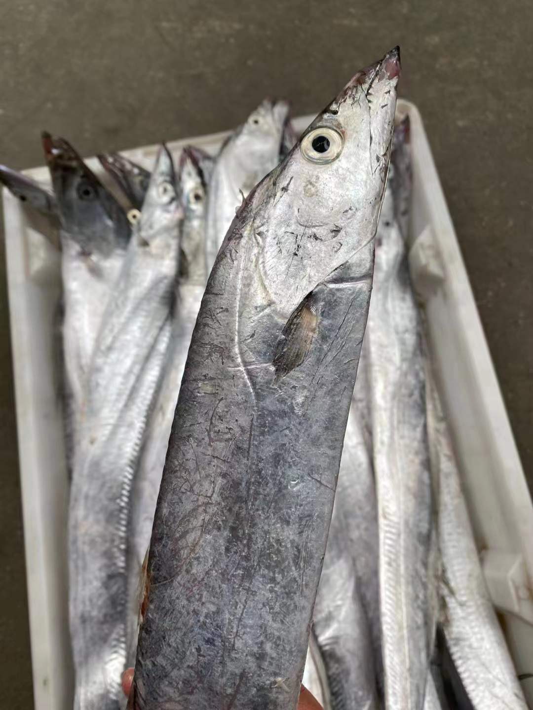 舟山东海雷达网带鱼新鲜冷冻野生刀鱼油带鱼海鲜批发3斤/箱代发