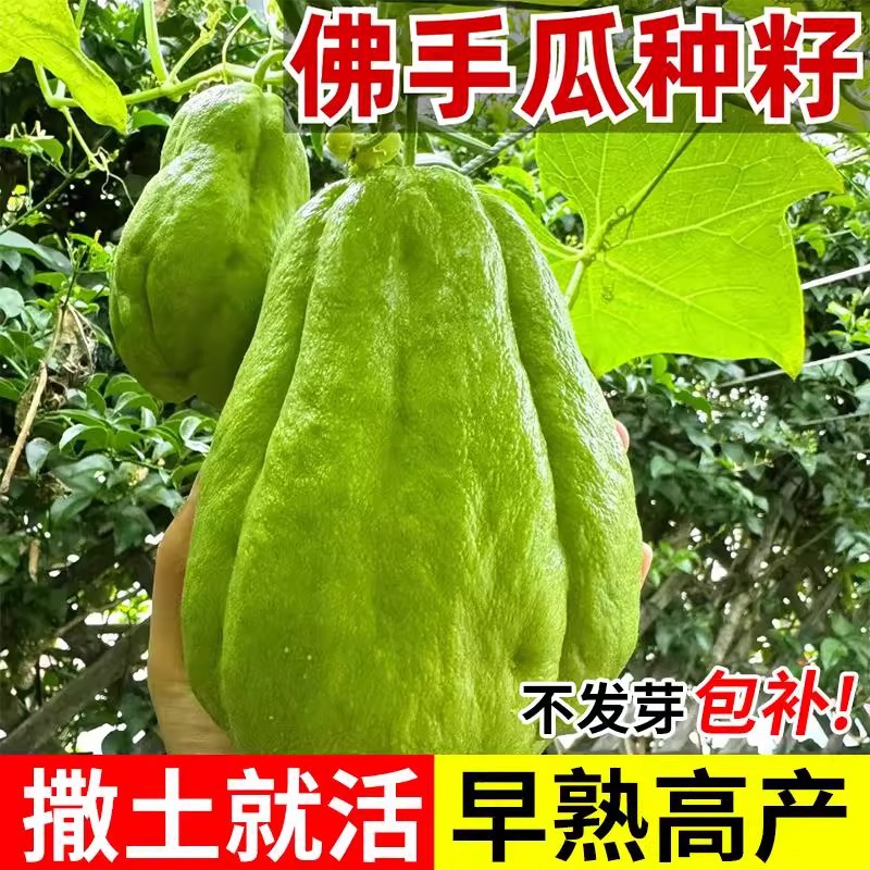 佛手瓜种子早熟特大佛手瓜蔬菜种子爬藤树苗盆栽多年生千金瓜种子