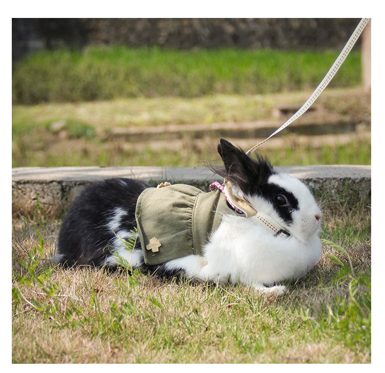 吉仔仔荷兰猪两脚衣服春夏棉布貂刺猬 珍宠胸背带 豚鼠外出牵引绳
