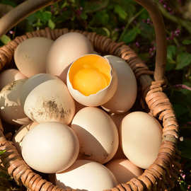 【常销】安徽新徽农黑凤土鸡蛋360枚批发 厂家柴草走地鸡蛋