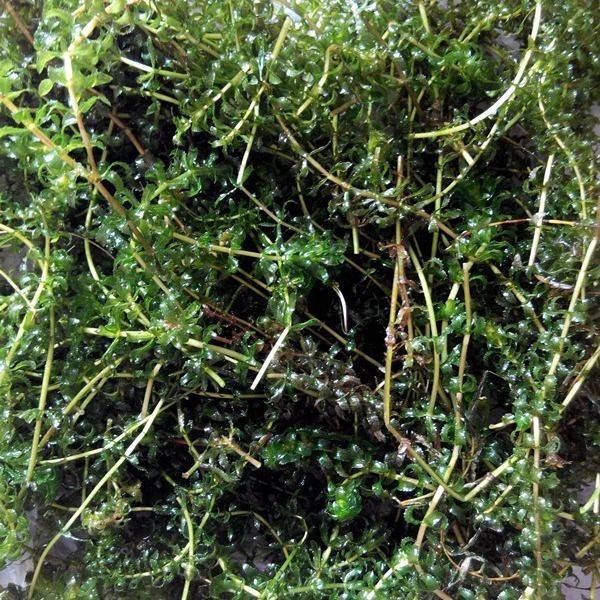 伊乐藻养虾吃不败活体湖北小龙虾养殖专用水草四季淡水鱼虾蟹