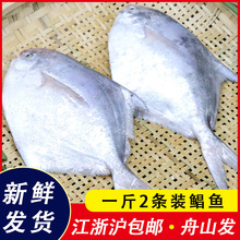 舟山海鲜 野生 鲳鱼 新鲜 银鲳鱼 拖网 一斤2条，新鲜液氮捕捞