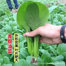 青帮油菜种籽青梗菜家庭阳台庭院四季青菜种籽大田耐热蔬菜种子籽