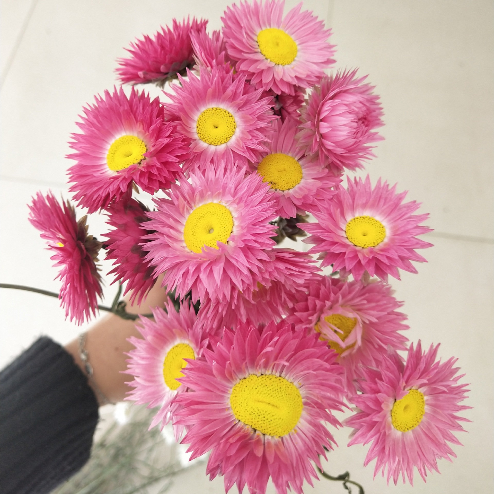 永生菊干花 小雏菊干花小蜡菊 森系花束摄影花材 工艺品diy材料