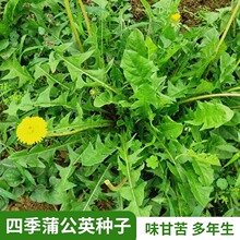 蒲公英种子四季野生食用药用婆婆丁种籽野菜籽种盆栽蔬菜种孑菜种