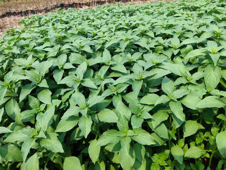 荠菜河南荆芥菜苗新鲜食用5克青菜蔬菜芥荆菜现摘现发农家特产