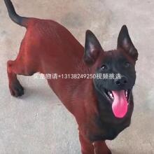 爆红马犬活体幼犬正宗马犬护卫犬黄马红马黑马狗狗宠物狗狗工作犬