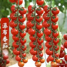 瀑布小番茄种子种籽圣女果樱桃西红柿种子四季盆栽蔬菜种子番茄种