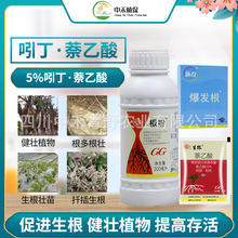 国光根盼生根剂生根粉月季绣球植物扦插园林养护移栽通用农药批发