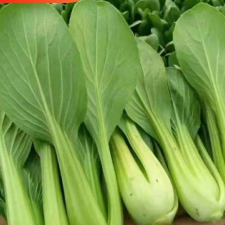 上海青种子四季播种鸡毛菜小油菜种籽农家矮脚小青菜种孑蔬菜种
