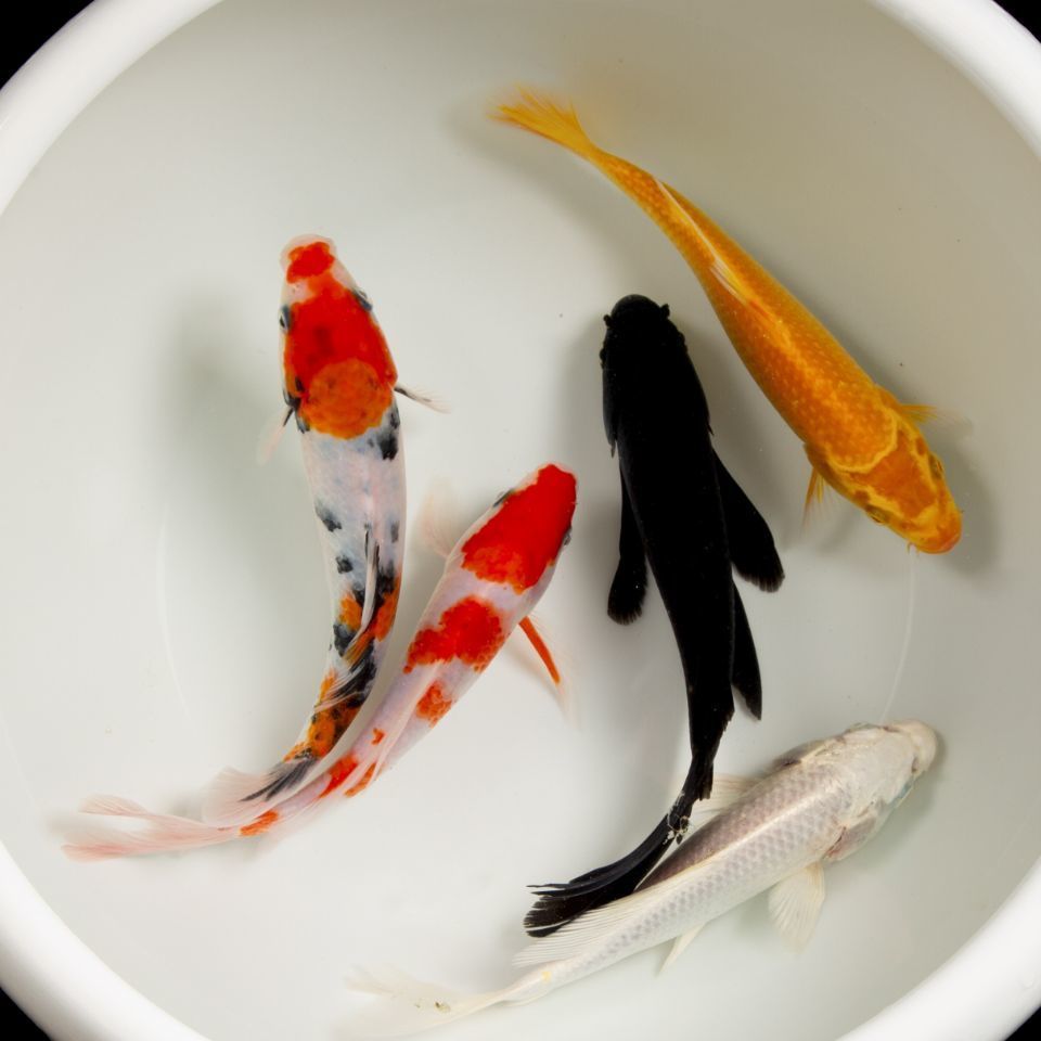 优质锦鲤鱼供应