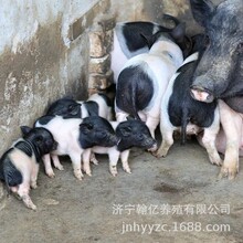 纯种巴马香猪种苗香猪幼崽活体小香猪藏香猪活苗黑猪养殖技术