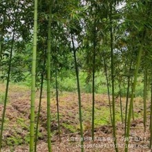 基地批发雷竹苗雷竹货源充足规格齐全价格实惠 产笋雷竹苗产量高