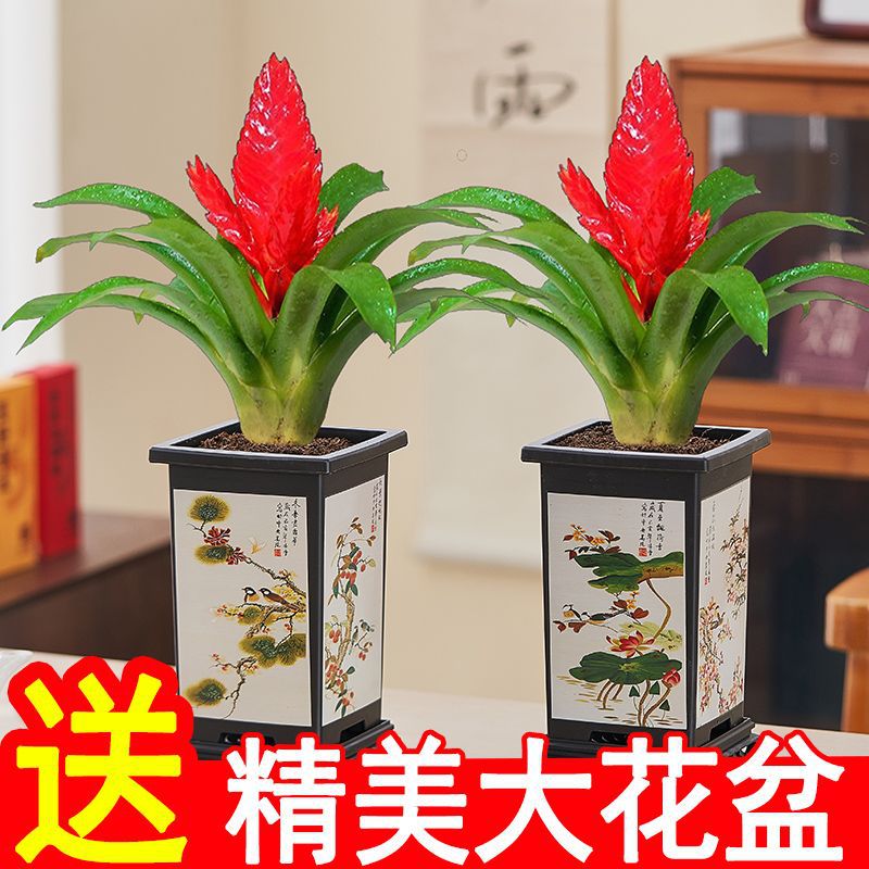 招财手鸿运当头盆栽室内绿植花卉盆景年宵花四季好养客厅阳台植物