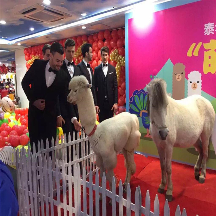 澳洲羊驼 萌宠小羊驼价格 羊驼活体驼羊 成年种羊驼多少钱一只