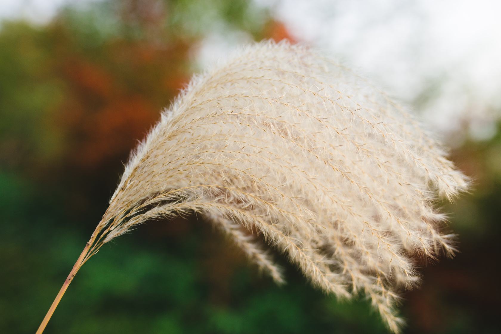 野生天然小芦苇批发拂尘芦苇 干花花束婚庆装饰粉色芦苇干花 芦苇