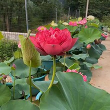 观赏荷花种藕苗莲藕种苗碗莲盆栽荷花水培四季开花室内外带芽