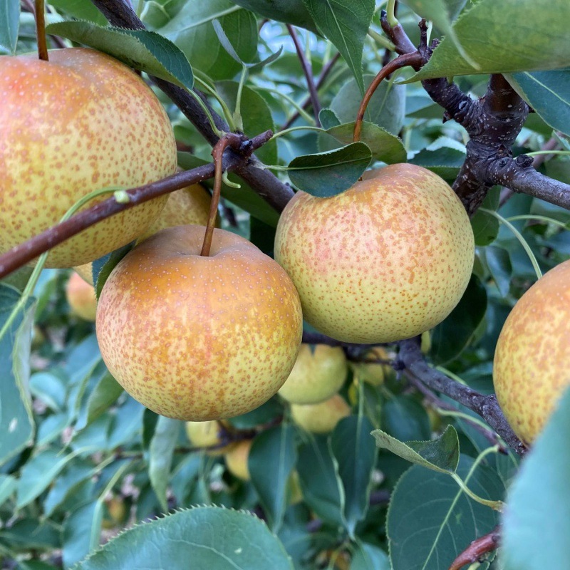 正宗花盖梨10斤新鲜水果东北特产应季软梨5斤孕妇非冻梨香水梨酸