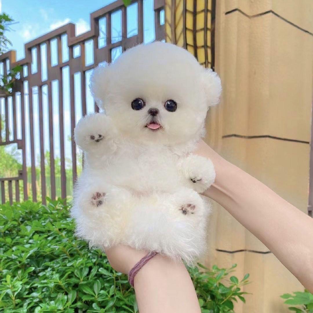 比熊韩系小型犬小体幼犬小狗便宜狗狗活物真狗韩版宠物不掉毛正宗