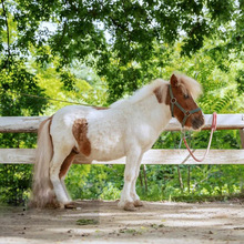 上海市出售德保矮马 成年观赏矮马 出租矮马