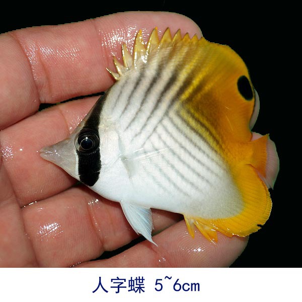 人字蝶 海水鱼活体人字鲽鱼观赏鱼鲽鱼兴国海洋农场养定快递包活