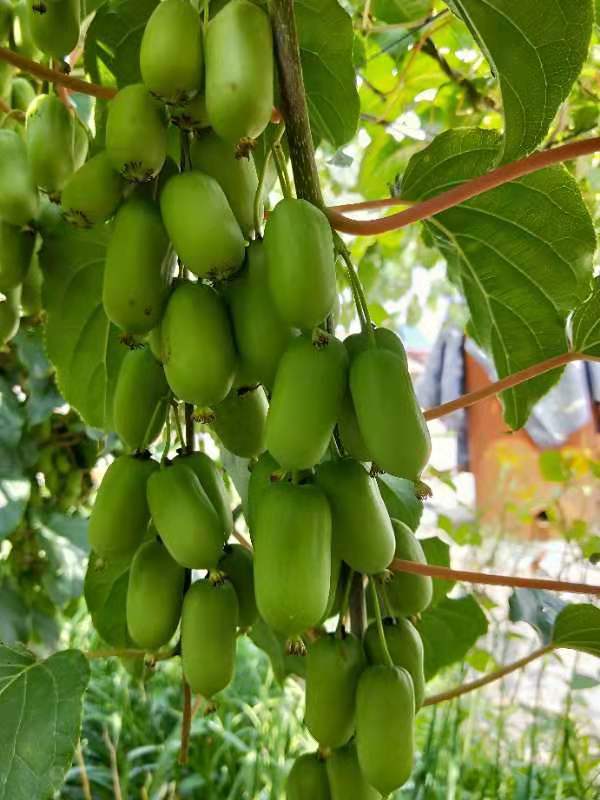 集安特产猕猴桃果质新鲜口感微甜2斤装软枣猕猴桃