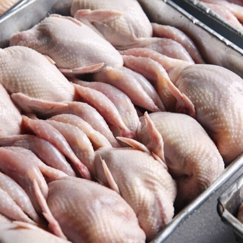 现杀放血大鹌鹑新鲜鹌鹑速冻鹌鹑肉白条鹌鹑烧烤煎炸炖一件批发