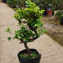 小叶雀梅 榔榆 榆树罗汉松真柏绿植花卉盆栽盆景植物造型苗