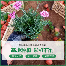 青州销售  欧石竹穴盘苗 绿化色带花镜用 彩虹石竹