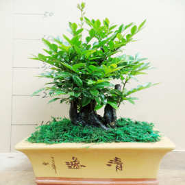 老桩镇宅小叶紫檀盆景植物室内盆景树桌面绿植客厅树桩盆栽陶瓷盆