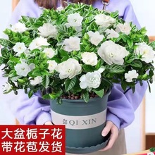 大盆栀子花室内盆栽四季开花绿植阳台花卉好养植物净化空气吸甲醛