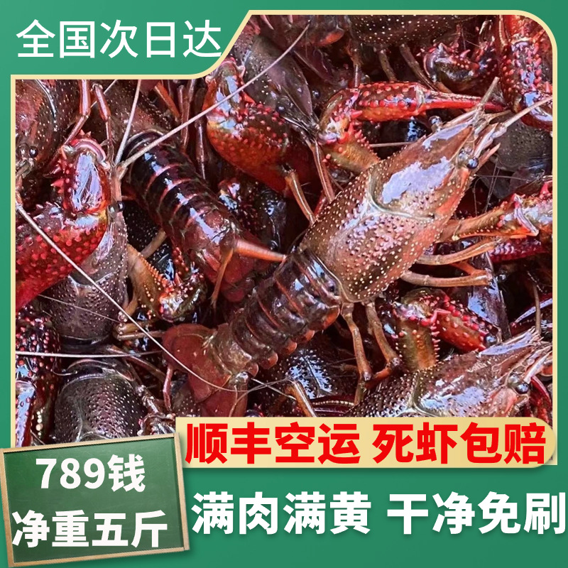 湖北潜江清水鲜活小龙虾789钱五斤大虾顺丰包邮(干净免刷)-阿里巴巴