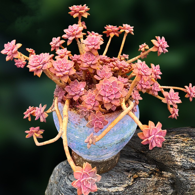 多肉老桩群生悬崖桩进口多肉植物多头缀化法师锦容易防辐射吸甲醛