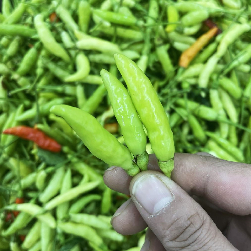 云南小米辣临沧特产耿马孟定小辣椒白米辣新鲜朝天椒特辣野山椒