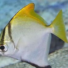 黄鳍鲳观赏鱼活体珊瑚神仙海水鱼淡化群游大眼鲳淡水鱼4-10cm