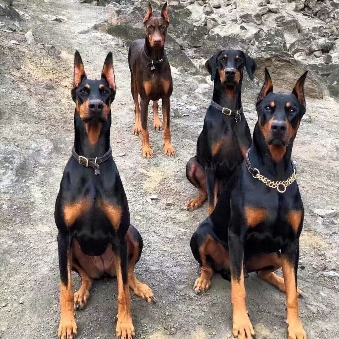 出售纯种杜宾犬幼犬立耳正宗德系大型犬杜宾犬短毛霸气护卫犬