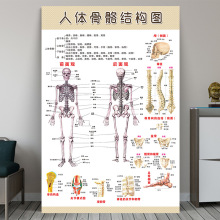 人体骨骼挂图教室骨骼结构图肌肉分布图海报脊柱器官解剖装饰挂图