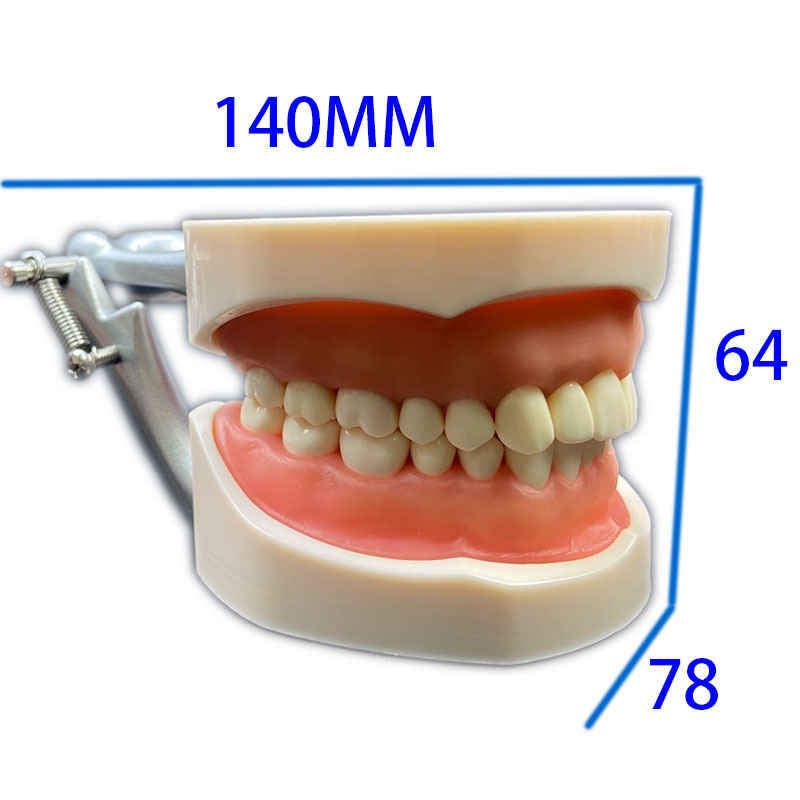 ly manufacturer dental dp jaw frame 32 teeth removable soft gum teaching model tooth model