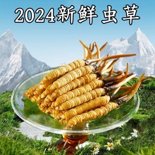 2024新鲜虫草 高海拔产地干刷鲜虫草批发果洛滋补品干货冬虫夏草