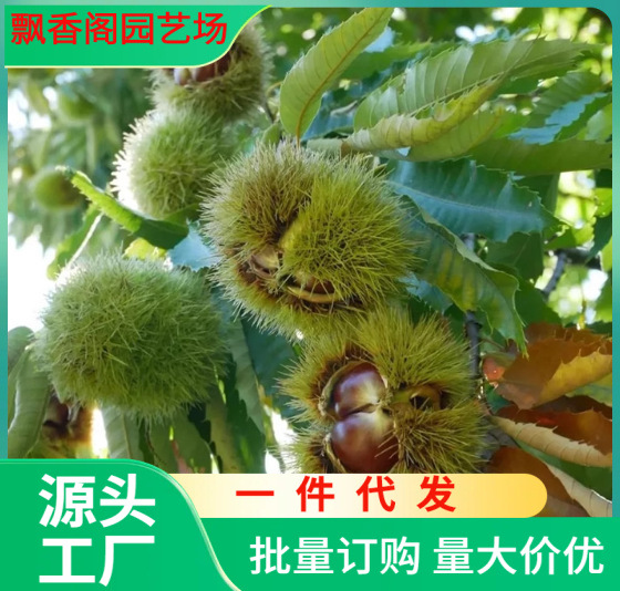 一件代发泰山红大板栗树树苗嫁接大红袍山栗子锥栗苗南北方种植当