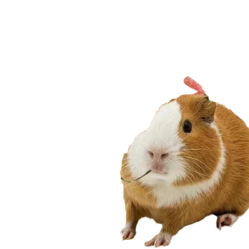 豚鼠荷兰猪活宠天竺鼠粮食兔粮饲料防球虫除臭豪华水果仓鼠粮