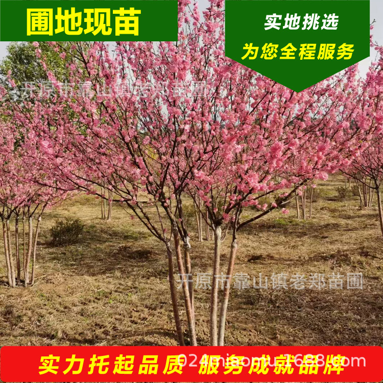 供应丛生京梅树苗园林景观绿化乔木多分支红火榆叶梅京梅量大从优